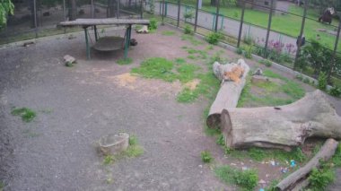 Kaplan yavrusu atlıyor ve neşeyle onu ısırıyor..