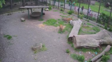 Bir kaplan çimlerin üzerinde dururken, bir kaplan kafesin arkasındaki kediyi şakayla avlar..