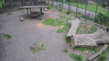 İki kaplan birbirine yetişmeye çalışır..