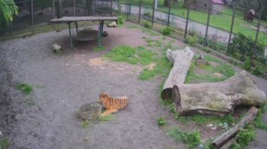 Kaplan bir kütükle oynanır..