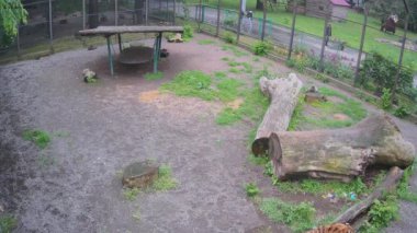 Kaplan odun parçasına sürtünüyor.