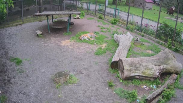 Pequeño Tegren Descansando Césped Después Lluvia — Vídeos de Stock