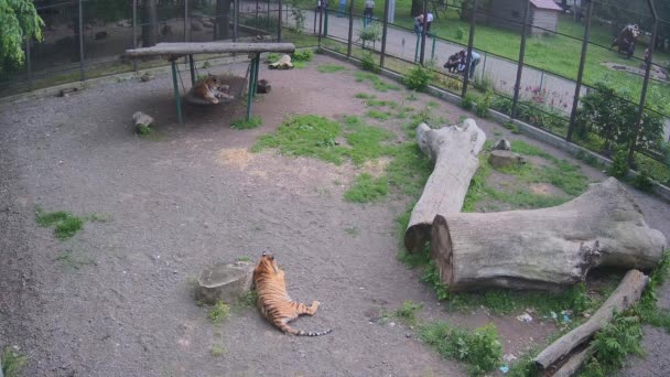 Виснажені Тигри Перебувають Клітці — стокове відео
