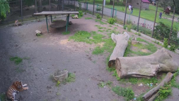 Tiger Tigrar Letar Efter Platsen För Vila — Stockvideo