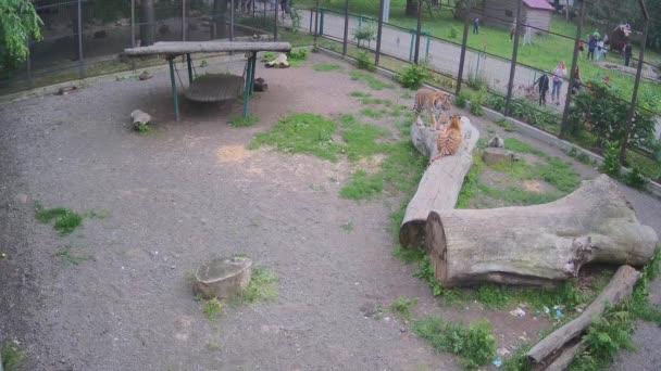 Tigres Estão Jogando Wuth Eqch Outro Árvore — Vídeo de Stock