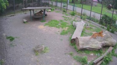 İki kaplan salıncakta dinleniyor.