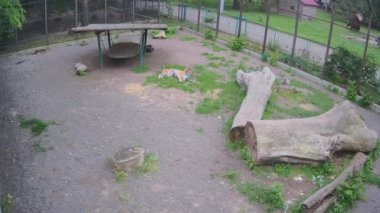 Bir kaplan diğerini kovalarken.