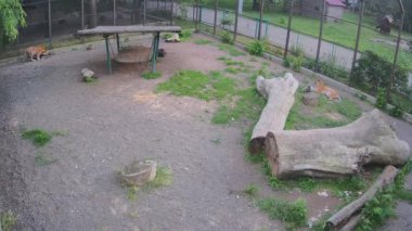 İki kaplan şakalaşarak birbirini avlar..