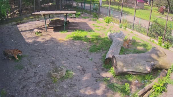 在一个温暖的夏日早晨 一只老虎躺在草坪上等着吃早饭 — 图库视频影像