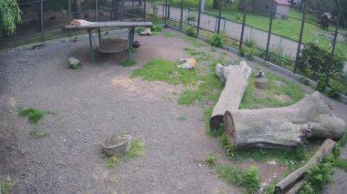 Taze yenmiş kaplanlar kuşhanede dinleniyor..