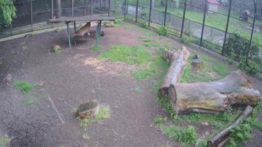 Bardaktan boşanırcasına yağan yağmurda bir kaplan gölgeliğin altına saklanır.