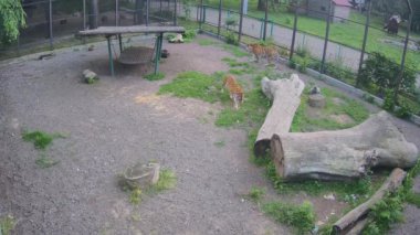 İki güzel kaplan tek başına dolaşır.