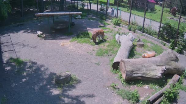 Een Tijger Eet Gras Terwijl Een Andere Tijger Zich Koestert — Stockvideo