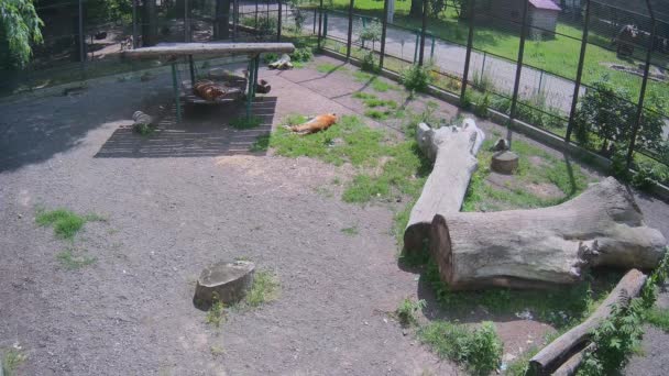 Tigres Enterrados Por Juegos Descansan Sobre Hierba — Vídeos de Stock