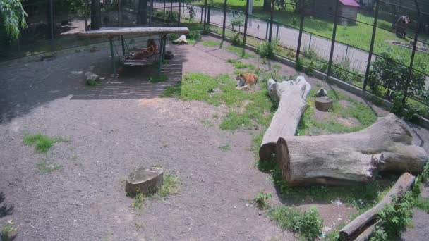 Tigres Cansados Deitados Gaiola — Vídeo de Stock