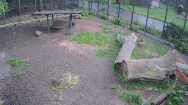 Tigrae yağmurda kafeste yürüyor.