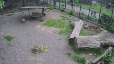  İki kaplan birbirine saldırır ve oyun oynarlar..