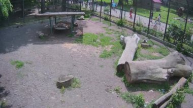 İki kaplan gölgede kayıyor..