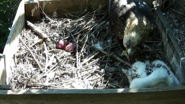 Eagle Mother Eats Prey While Her Child Cleans Feathers — Stock Video