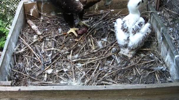 Adlermutter Brachte Nahrung Für Ihr Baby Ins Nest — Stockvideo