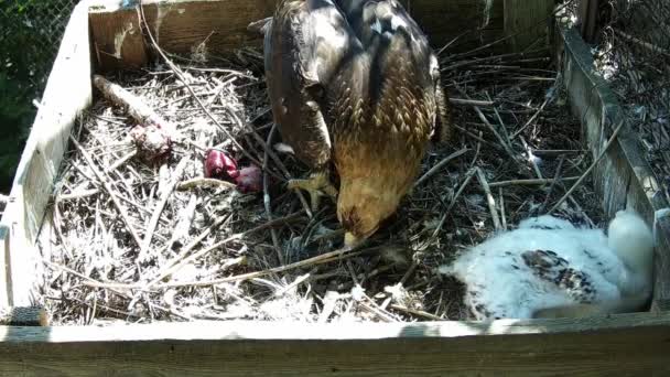 Mother Eagle Gnaws Sticks Nest Make Stronger — Stock Video