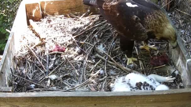 Eagle Eats While Her Baby Sits Nest Nearby — Stock Video