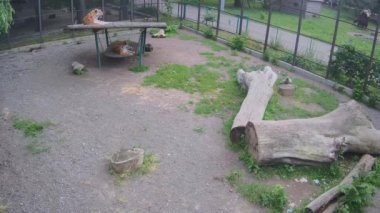 İki kaplan salıncakta yatıyor ve neler olduğunu seyrediyor..