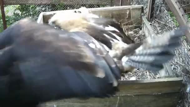 ワシの母親は巣の中で赤ちゃんを守る — ストック動画