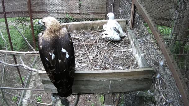 Eagle Baby Eagle Sit Nest — Stock Video