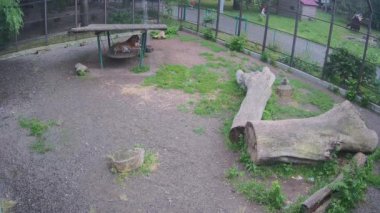 Bir kaplan yağmurda kafeste yürür, bir kaplan ise hemen önce saklanır.