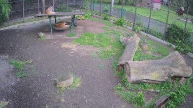 İki güzel asil kaplan yağmurda oturur..