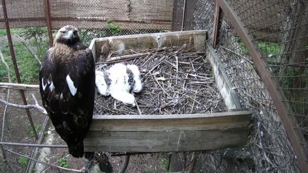 Águila Madre Protege Pájaro Mientras Duerme Nido — Vídeo de stock