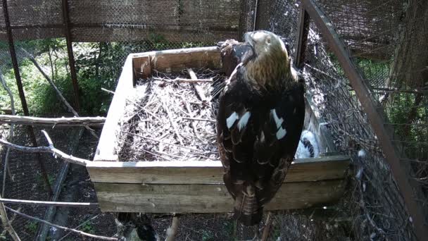 Mom Eagle Dad Eagle Sit Different Corners Nest Protect Chick — Stock Video