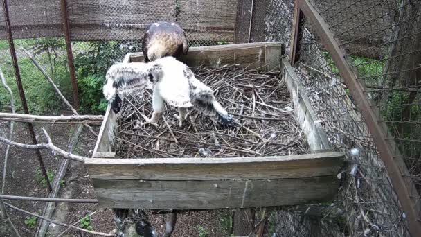 Baby Eagle Tries Take Its First Steps Mom Nest — Stock Video