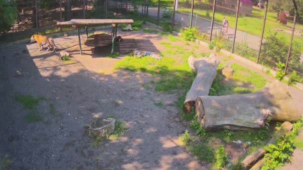 Hermoso Día Soleado Los Tigres Descansan Una Jaula — Vídeos de Stock