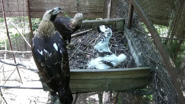 Mom Eagle Pappa Eagle Eat Prey Nest Try Feed Chick — Stock Video
