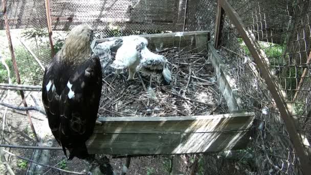 母鷲と彼女の雛のきれいな羽が巣の中に座っている間 — ストック動画