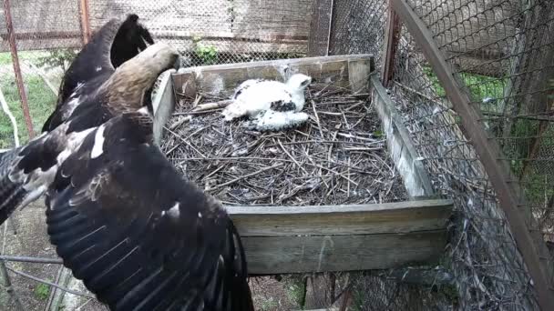 Matka Orla Aktivně Mává Křídly Straší Ostatní Ptáky Hnízda — Stock video