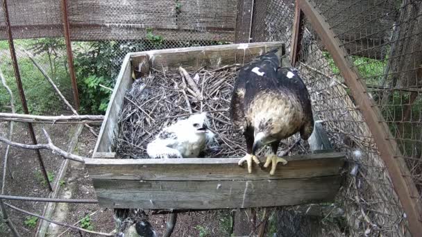 母鷲は彼女の雛の横に座って 彼を守る — ストック動画