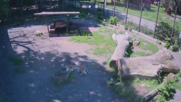 Tigre Cachorro Descansando Sombra — Vídeo de stock