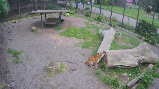 Δύο Τίγρεις Τρίβονται Μεταξύ Τους Φιλικό Τρόπο — Αρχείο Βίντεο