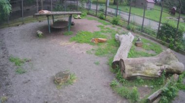 Kaplanlar, bir yürüyüşten sonra yorgun, bir kafeste dinlenirler