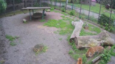 Yağmurdan sonra kaplanlar kafeste yürür.