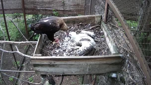 Madre Águila Alimenta Bebé Desde Pico — Vídeos de Stock