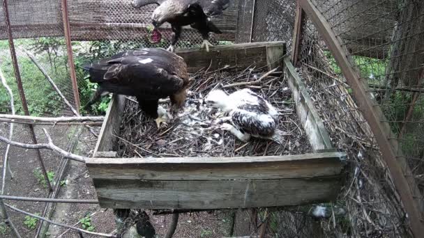 Adlermutter Und Ihr Kind Essen Die Beute Die Der Adlerpapa — Stockvideo