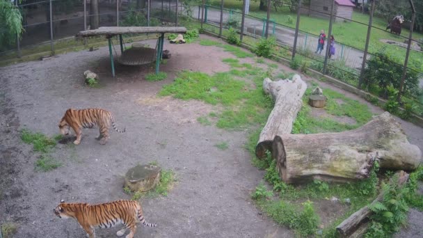 Hermosos Tigres Grandes Caminan Alrededor Jaula Busca Pedazo Carne — Vídeos de Stock