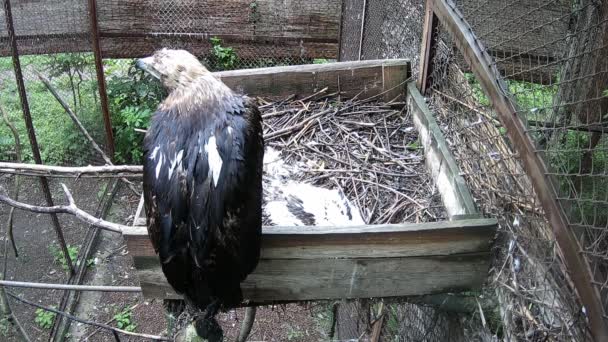 Madre Águila Protege Hijo Consigo Misma Otros Depredadores — Vídeo de stock