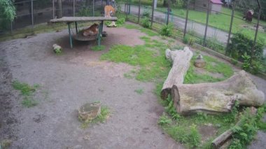 İki kaplan salıncakta yatıyor, bir kaplan aşağıda, diğeri de çatıda..