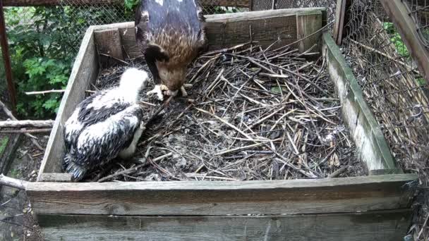 Maman Nourrit Son Bébé Bec Tout Étant Assise Dans Nid — Video