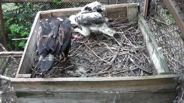 ワシと赤ん坊は巣の中で獲物を食べる — ストック動画